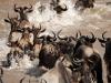 Africa Nature Animals (42)